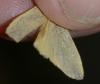 Eilema sp.